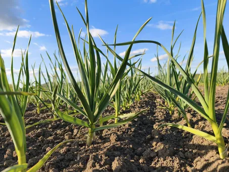 Mladý česnek rostoucí na poli emitenta Buffler Agro & Foods