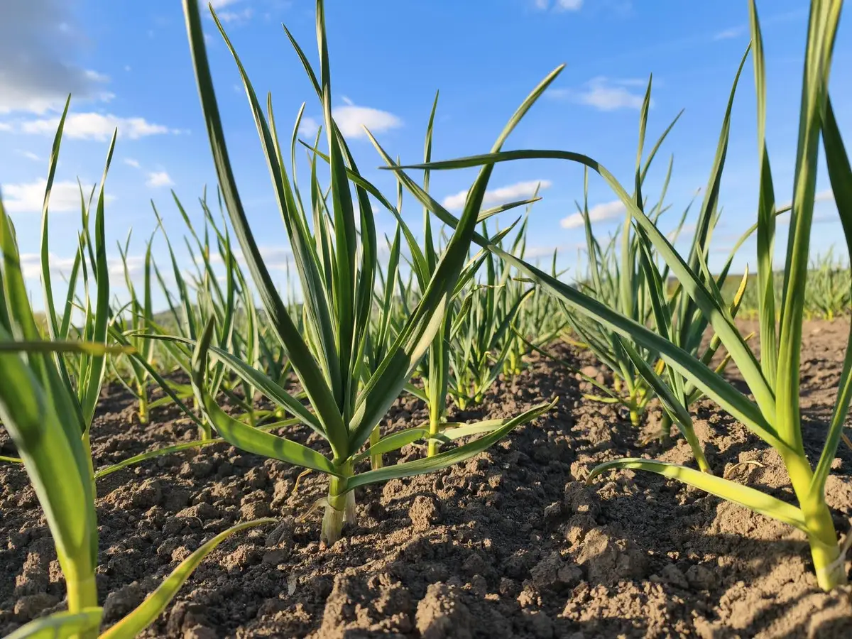Mladý česnek rostoucí na poli emitenta Buffler Agro & Foods
